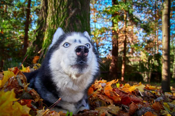 Cría Perros Husky Siberiano Encuentra Hierba Juega Otoño Bosque Soleado Fotos De Stock