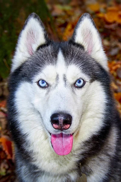 Portrait Siberian Husky Dog Autumn Closeup Stock Picture