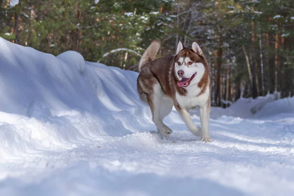 Червоний Хрипкий Собака Грає Сніг Сибірський Лускатий Собака Бігає Сніговій — стокове фото