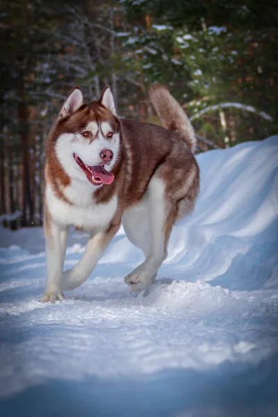 Червоний Хрипкий Собака Грає Сніг Сибірський Лускатий Пес Біжить Сніговій — стокове фото