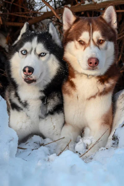 Dwa Husky Psy Leżą Razem Śniegu Patrzą Siebie — Zdjęcie stockowe