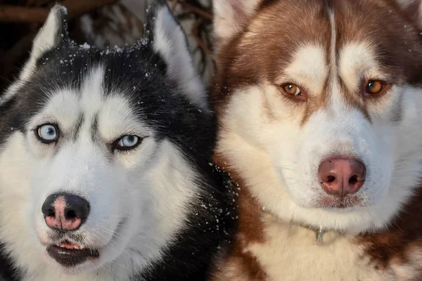 Een Paar Verliefde Husky Honden Liggen Een Omhelzing — Stockfoto
