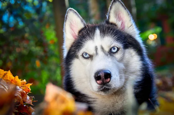 Hasky Hund Sitter Och Ser Sig Omkring Hög Kvalitet Foto — Stockfoto