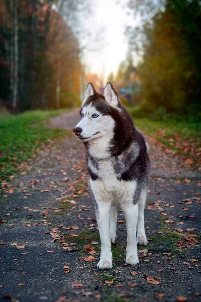 Husky Hund Står Och Ser Sig Omkring Promenad Höstparken — Stockfoto