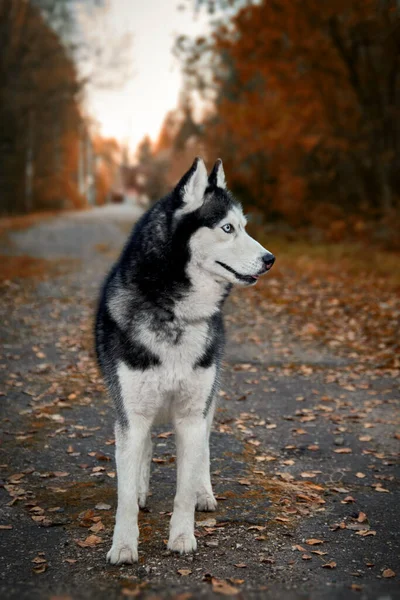Retrato Cão Husky Siberiano Lindo Parque Queda Encantador Brilhante — Fotografia de Stock