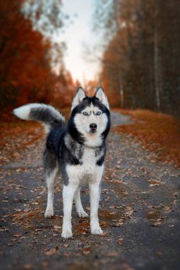 Sibirya Husky köpeği sonbahar parkında yolda duruyor..