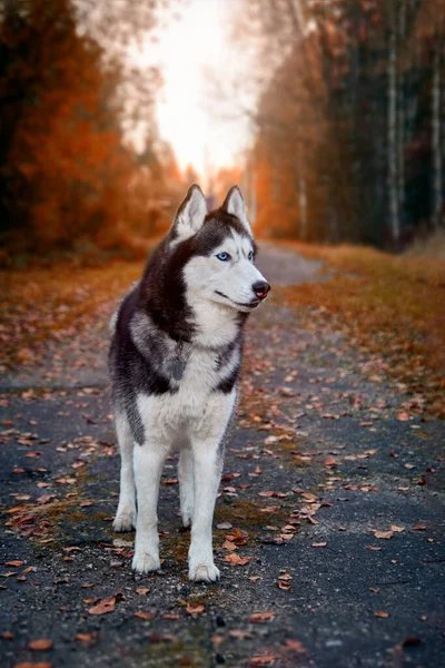Porträtt Magnifik Sibirisk Husky Hund Står Vägen Magisk Charmig Höstpark — Stockfoto