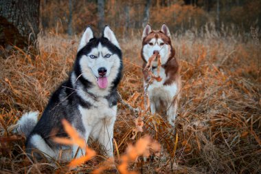 Sonbahar parkında yürüyen Sibirya köpekleri.