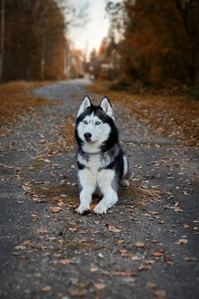Сибірський Лускатий Собака Стежці Осінньому Парку — стокове фото