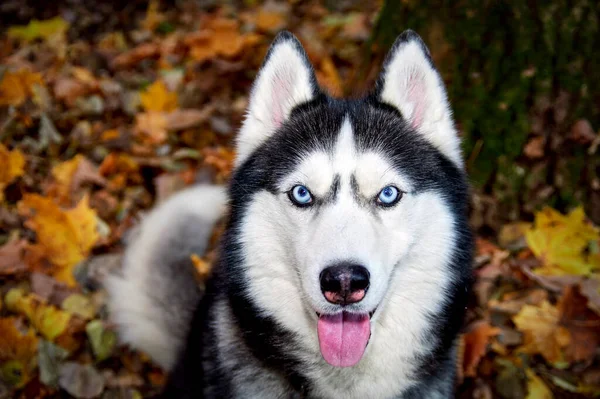 蓝眼睛西伯利亚哈士奇犬在黄叶上看着相机 顶部视图 — 图库照片
