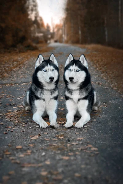 Πορτρέτο των δύο όμορφων Σιβηρίας huskies σκυλιά που βρίσκονται στο μονοπάτι στο σκοτεινό γοητευτικό φθινόπωρο πάρκο — Φωτογραφία Αρχείου