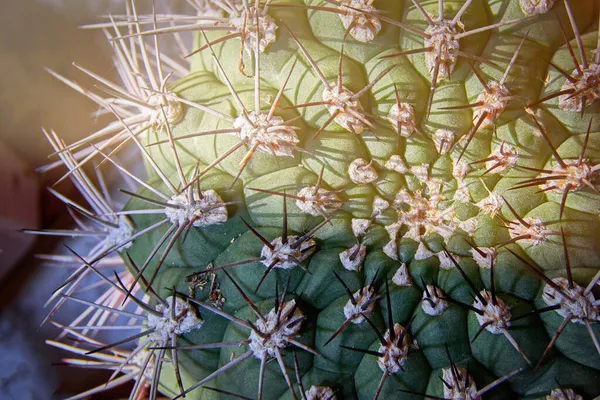Apex van de cactus in de zonnestralen. Bovenaanzicht van de stekelige cactus. — Stockfoto