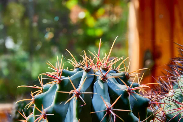 Apex des Kaktus in den Sonnenstrahlen. Grüner Stachelkaktus. — Stockfoto