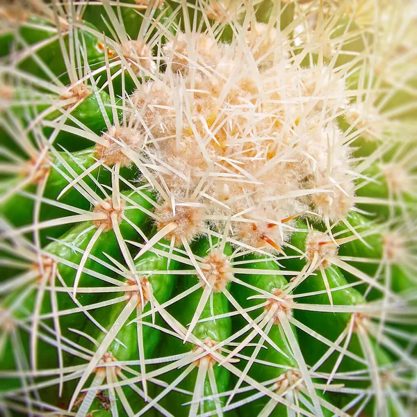Szczyt Dużego Okrągłego Kaktusa Echinocactus Grusonii Widok Bliska — Zdjęcie stockowe