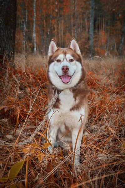 Červení sibiřští husky psi na procházce v podzimním parku. — Stock fotografie