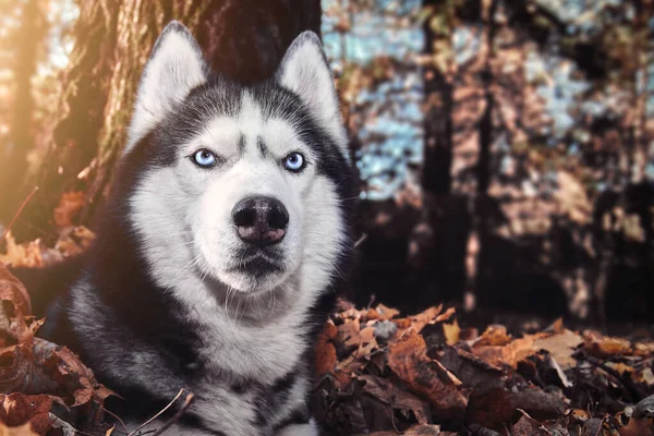 Retrato belo cão husky siberiano na floresta de outono ensolarada. Husky cão encontra-se nas folhas caídas. — Fotografia de Stock