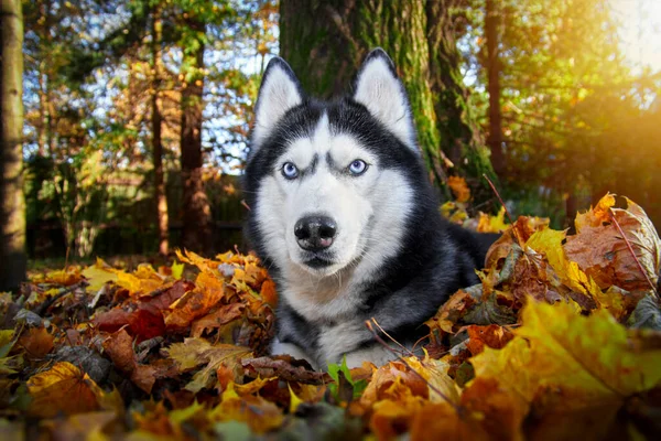Porträtt av sibirisk huskyhund i solig höstskog. Husky hund ligger i de fallna bladen. — Stockfoto