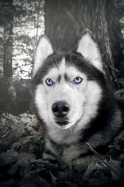 Ormanda mavi gözlü bir köpeğin mistik portresi..