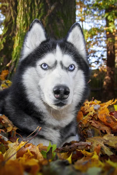黄色と赤の葉に横たわっているシベリアのハスキー犬。自然の中でハスキー犬,晴れた日. — ストック写真