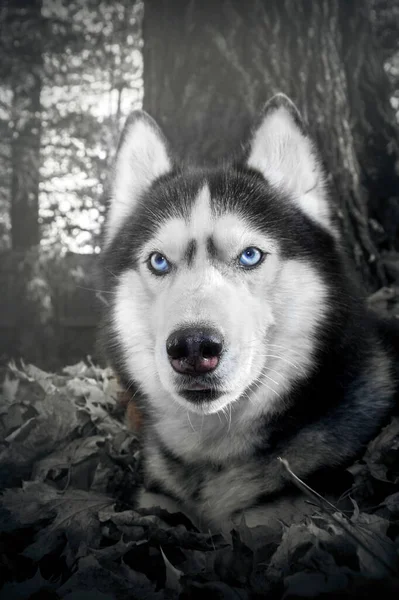 Retrato místico de um cão com olhos azuis na floresta. — Fotografia de Stock