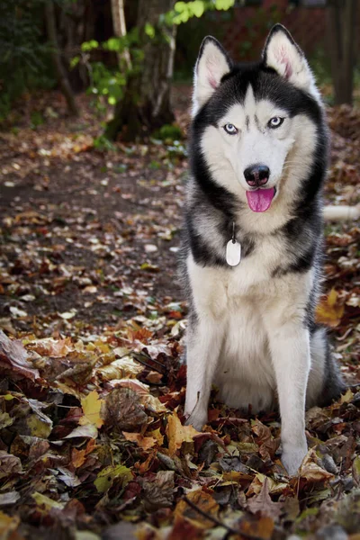 Syberyjski husky pies siedzi w opadłych liści w jesiennym słonecznym lesie — Zdjęcie stockowe