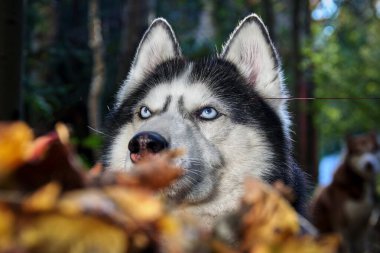 Sarı yaprakların üzerinde yatan komik Sibiryalı Husky. Sarı sonbahar yaprakları. Doğanın arka planında bir köpek.