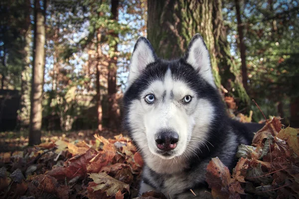 Sibiřský husky pes s modrýma očima leží na spadlých podzimních listech. Portrét husky pes close-up v slunném podzimním lese. — Stock fotografie