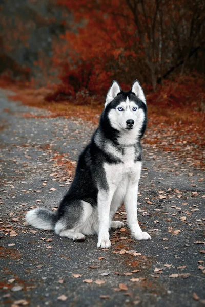 Mavi gözlü Sibirya köpeği sonbahar parkında bir patikada oturur ve dikkatlice ileriye bakar.. — Stok fotoğraf