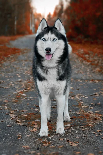 Perro husky siberiano se encuentra en el camino en el parque de otoño — Foto de Stock