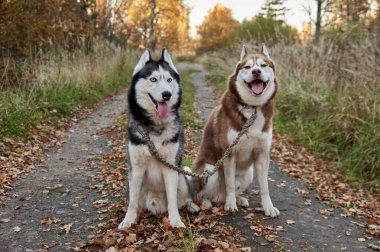 Sibirya köpekleri sonbahar güneşli parkında yürüyüşe çıktılar.