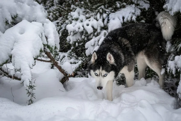 Siberian Husky Cane Con Gli Occhi Azzurri Inverno Foresta Innevata — Foto Stock
