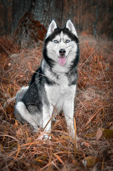 黒い秋の森の中で青い目でシベリアハスキー犬を笑っている肖像画黄色の草 — ストック写真