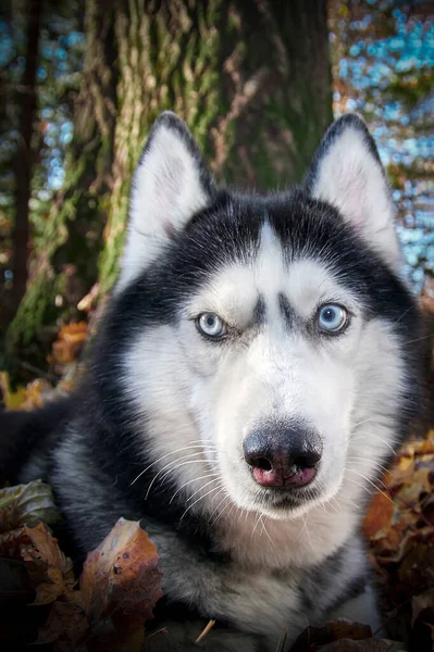 Portret Prachtige Siberische Husky Hond Zonnig Herfstbos Husky Hond Ligt — Stockfoto