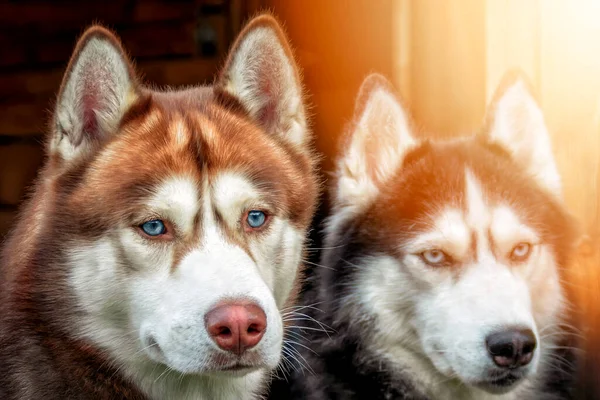 Portret Van Twee Schattige Blauwogige Husky Honden — Stockfoto