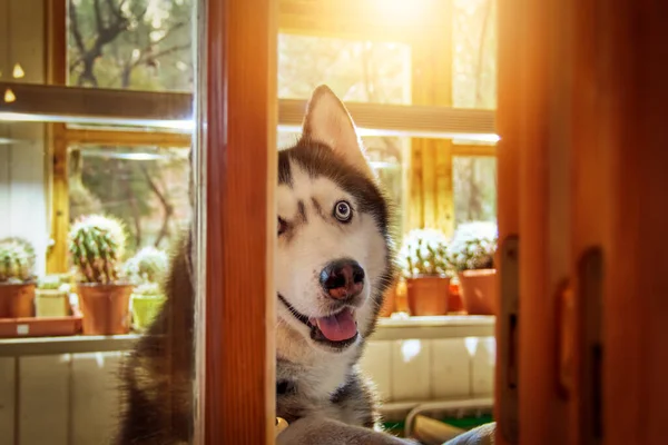 Husky Dog Looks Out Window Smiles — Stock Photo, Image