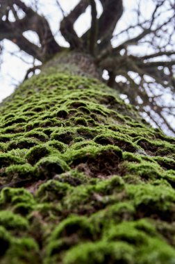 Eski büyük bir meşe ağacı, gövdesi yeşil yosun ile kaplı. Alt görünüm.