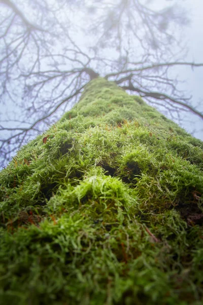 Alte große Eiche, der Stamm mit grünem Moos bedeckt. Blick von unten, Nebel. — Stockfoto