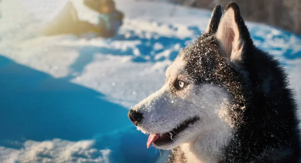 Portret Husky Hond Met Muilkorf Sneeuw Kopieerruimte — Stockfoto