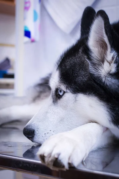 Perro Husky Clínica Veterinaria Triste Perro Está Acostado Mesa Operaciones — Foto de Stock