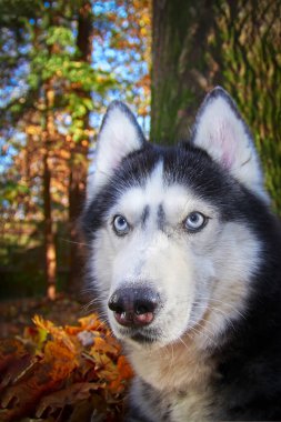 Sarı ve kırmızı yaprakların üzerinde yatan Sibirya Husky köpeği. Doğanın arka planında Husky Dog, güneşli bir gün