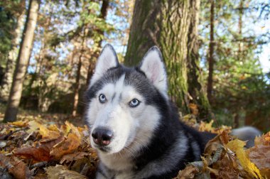 Hasky köpeği oturur ve etrafa bakar. Yüksek kaliteli fotoğraf, güneşli bir gün..