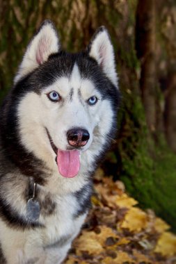 Sibirya köpeği bahçede bahçe arabasında oturur ve dili dışarı fırlamış bir şekilde gülümser.