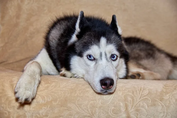 Lindo Perro Husky Está Acostado Sofá Precioso Perro Inteligente Con — Foto de Stock