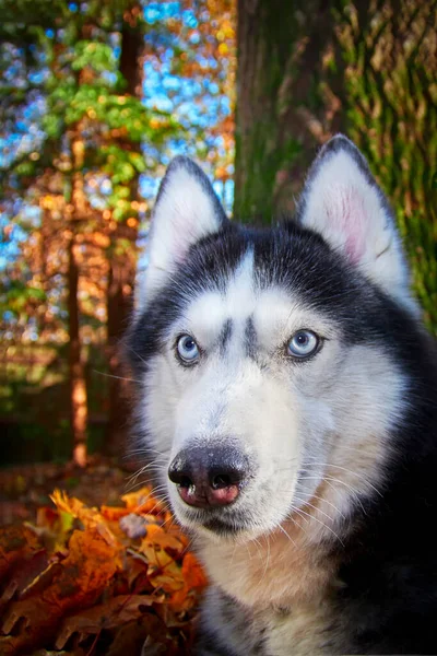 Ssiberian Husky Hund Ligger Gula Och Röda Blad Husky Dog — Stockfoto