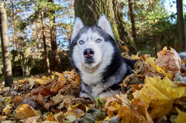 Hasky Chien Est Assis Regarde Autour Lui Photo Haute Qualité — Photo