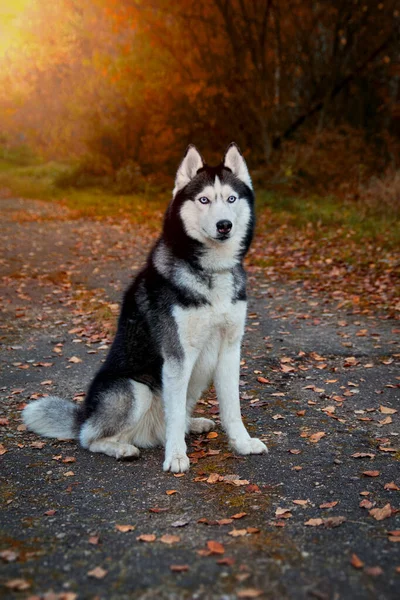 Siberiano Husky Cane Siede Nel Carrello Giardino Giardino Sorride Con — Foto Stock