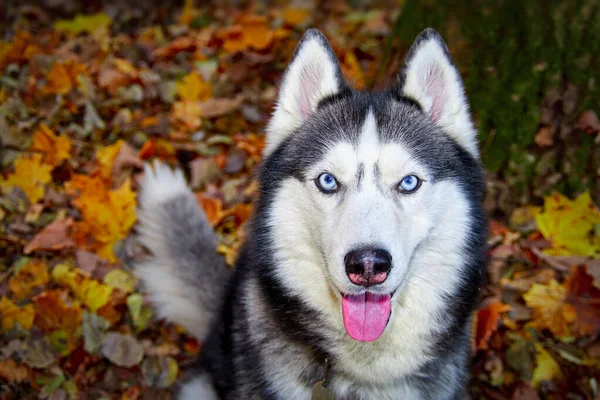 Perro Husky Siberiano Sienta Carro Jardín Jardín Sonríe Con Lengua Imagen De Stock