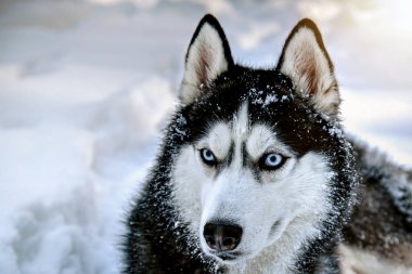 Karda boğuk bir köpek. Kar kış arkaplanı