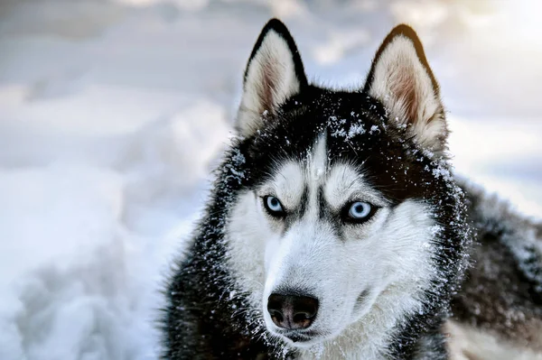 雪の上にハスキー犬 雪の冬の背景 — ストック写真