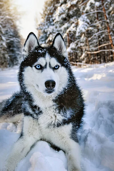 Sibirischer Haski Hund Auf Schnee Und Schaut Sich Hochwertiges Foto — Stockfoto